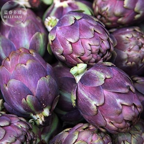 Rare Italian Artichoke Seeds, professional pack, 4 Seeds, heirloom VIOLETTA DI CHIOGGIA vegetables TS308T