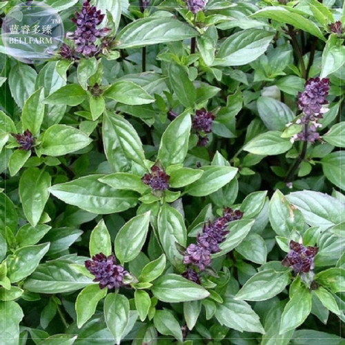 BELLFARM Heirloom Cinnamon Basil Seeds, 20 Seeds, a must for your garden and your table E4237