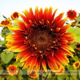 The Joker Beautiful Bicolor Ornamental Sunflower Seeds, Professional Pack, 15 Seeds / Pack, Blooms A Lovely Addition To Yard