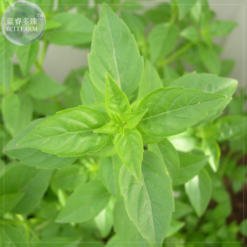 BELLFARM Heirloom Lime Basil (Ocimum Basilicum) Seeds, 20 Seeds, Lime scented green leaves E4242