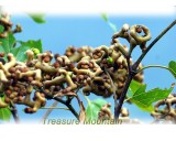 1 Professional Pack, 100 Seeds / Pack, Rare Japanese Raisin Tree Seeds, Hovenia Dulcis