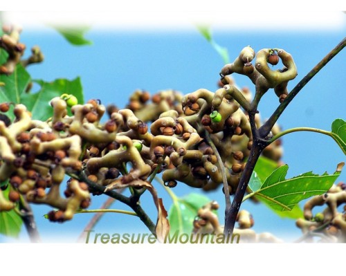 1 Professional Pack, 100 Seeds / Pack, Rare Japanese Raisin Tree Seeds, Hovenia Dulcis