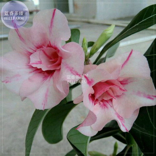 BELLFARM Adenium Whitish Pink Petals with Purple Stripe & Centre Flower Seeds, 2 seeds, 2-layer home garden balcony plants