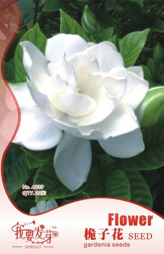 BELLFARM Gardenia Jasminoides Cape Jasmine Heirloom Seeds, 28 Seeds, strong fragrant danh-danh jasmin BD066H