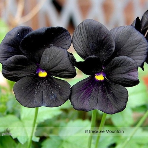 Black Pansy Seeds, Original Pack, 30 Seeds / Pack, Clear Crystals Viola Garden Flower Seed Fall Planting #A262