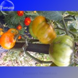 Imported Rare Lamp-shaped Russian Heirloom Big Orange Tomato Organic Seeds, Al Pack, 100 Seeds+