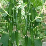 Heirloom Fruits Cucumber Vegetables, 20 Seeds, healthy delicious eaten raw cucumbers E3665