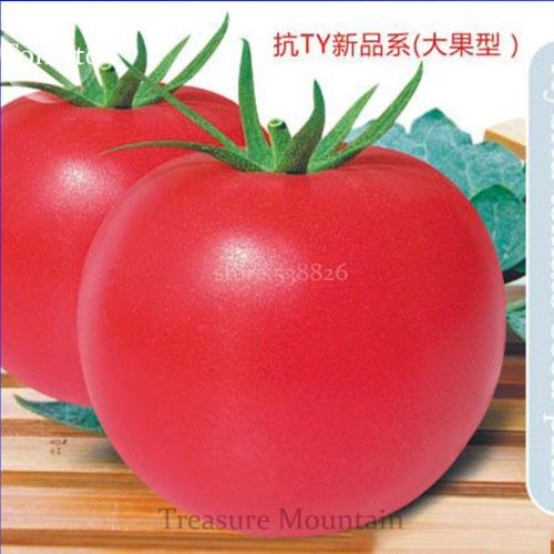 Heirloom Big Pink Rosy Tomato Hybrid Vegetable Seeds, Professional Pack, 100 Seeds / Pack, Anti ty Big sized fruits