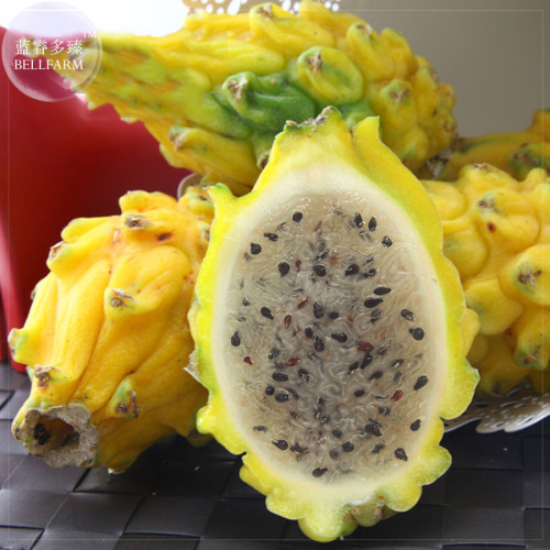 BELLFARM Dragon Fruit Pitaya Red (White, Yellow) Organic Seeds, 100 Seeds, Professional Pack, tasty juicy sweet fruits E4179