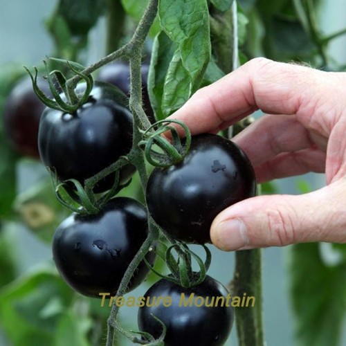(WHOLESALES) 50 Original Packs, approx 300 seeds / pack, Organic VERY BLACK tomato Seeds NON-gmo Tasty Vegetable Nutritive Seeds