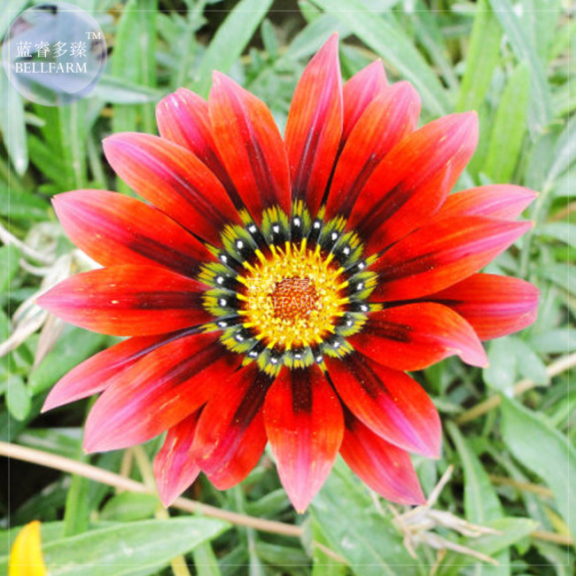 BELLFARM Gazania Fire Red Petals Black Stripe Color Centre Perennial Flower Seeds, 30 seeds, 2-layer big blooms treasure flowers