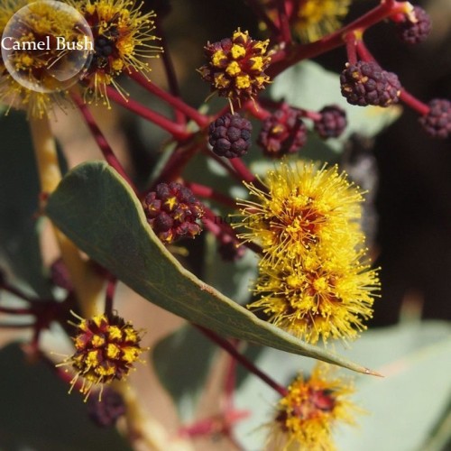 Acacia Inaequilatera Camel Bush Ornamental Plants, 2 seeds, light up your garden E3781