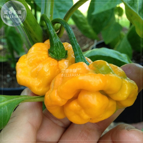 BELLFARM Scotch Bonnet Red (Yellow) Hot Pepper Vegetable Seeds, 15 seeds, 100% right variety hot chili home garden edible