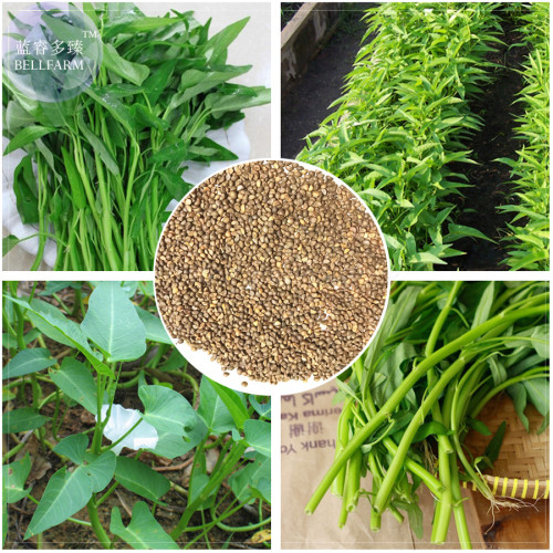 BELLFARM Thai Water Spinach Kangkong Vegetable Seeds, heirloom organic swamp cabbage E4202xR1