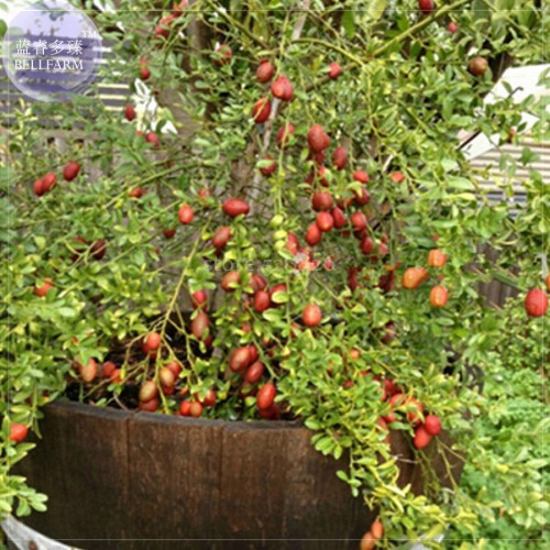 Ice Pink Finger Fruit Lime, 20 Seeds, Professional Pack, rare garden fruit plants TS359T