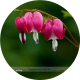 Heirloom Red Lamprocapnos spectabilis Bleeding-Heart Plant Flower Seeds, Professional Pack, 5 Seeds / Pack, Very Beautiful