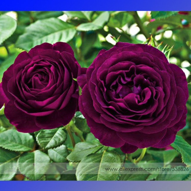 Heirloom Fresh Exotic Purple Rose Bush Flower Seeds, Professional Pack, 50 Seeds / Pack, Light Fragrant Garden Flowers #NF760