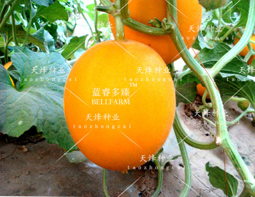 BELLFARM Sweet Melon Red Inside Orange Skin Super Sweet Fruit Seeds, approx 250 seeds, original pack, high yield early maturing