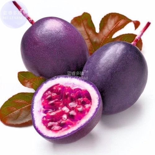 BELLFARM Passion Fruit Passiflora edulis Fruit Seeds, 20 seeds, professional pack, tasty sweet juicy edible home garden supply