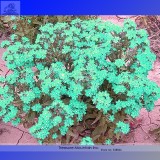 Rare the Himalayas Green Ball Flax Seeds, Professional Pack, 50 Seeds / Pack, Bonsai Indoor Perennial Flower Seeds TS127