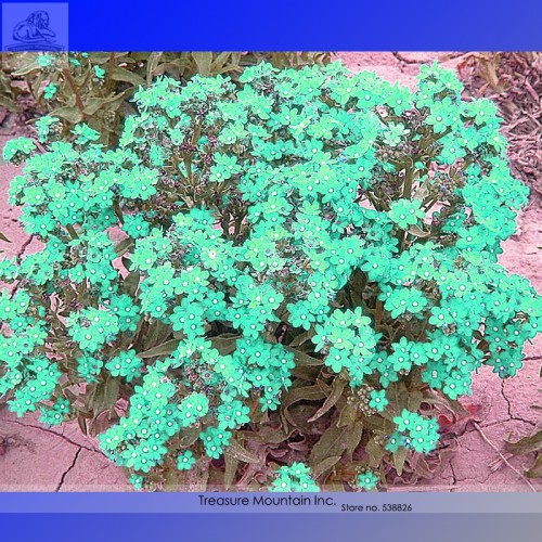 Rare the Himalayas Green Ball Flax Seeds, Professional Pack, 50 Seeds / Pack, Bonsai Indoor Perennial Flower Seeds TS127