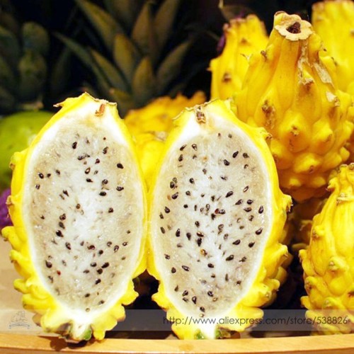 Heirloom Yellow Dragon Fruit Hybrid Pitaya Seeds
