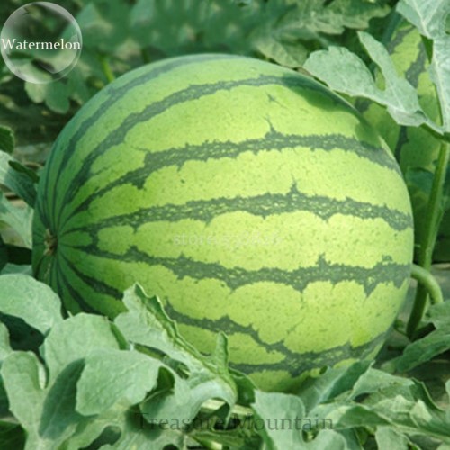 Rare Blue Watermelon Sweet Fruits, 20 Seeds, juicy hybrid fruits TS219T