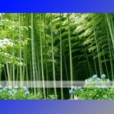 1 Professional Pack, approx 35 Seeds / Pack, Moso Bamboo Seeds Phyllostachys Pubescens Giant Mao Bamboo #NF347