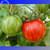Heirloom Red Zebra Tomato with Golden Stripe Organic Seeds, 100 seeds, professional pack, Non-GMO tasty juicy fruits TS371T