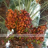 1 Professional Pack, 20 seeds / pack, Date Palm Phoenix Dactylifera Tree Seed #NF389
