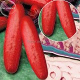 Hmong Red Cucumber Cucumis sativus, 20 Seeds, edible organic vegetables E3682