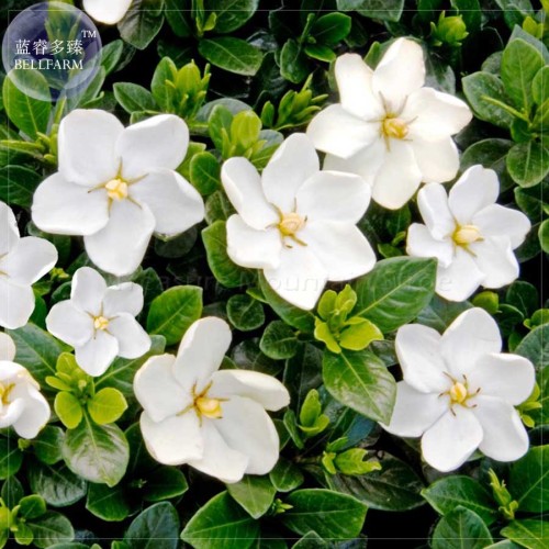 BELLFARM Gardenia Jasminoides Cape Jasmine Heirloom Seeds, 28 Seeds, strong fragrant danh-danh jasmin BD066H