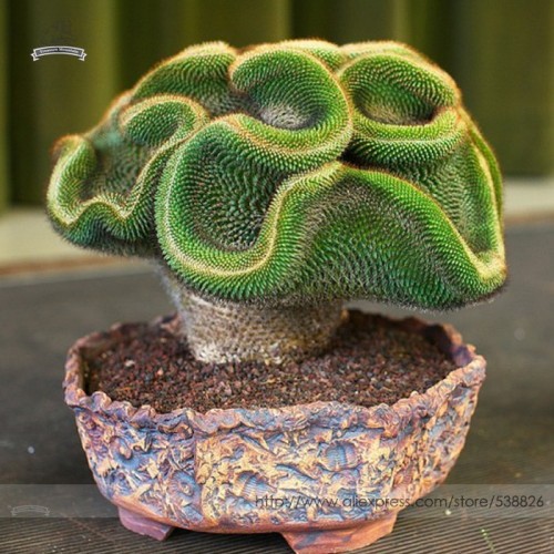 Rare Perennial Bonsai Austrocylindropuntia Succulent Plant Seeds, Professional Pack, 10 Seeds / Pack, 100% True Variety #NF845