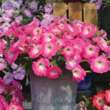 Imported Radiance Pink Morn Petunia Bonsai Seeds, 100 Seeds, cultivated by ourselves from imported seeds TS221T