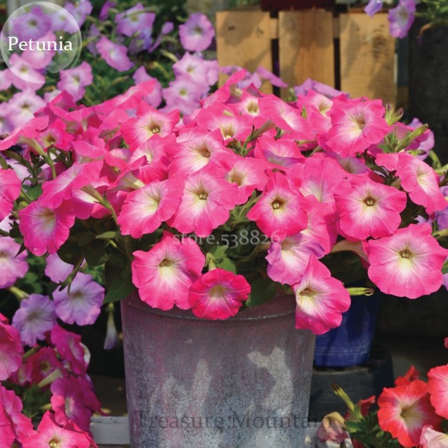 Imported Radiance Pink Morn Petunia Bonsai Seeds, 100 Seeds, cultivated by ourselves from imported seeds TS221T