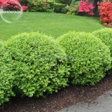 Evergreen Ornamental Boxwood Shrub Green Tree, beautiful improve the environment E3642