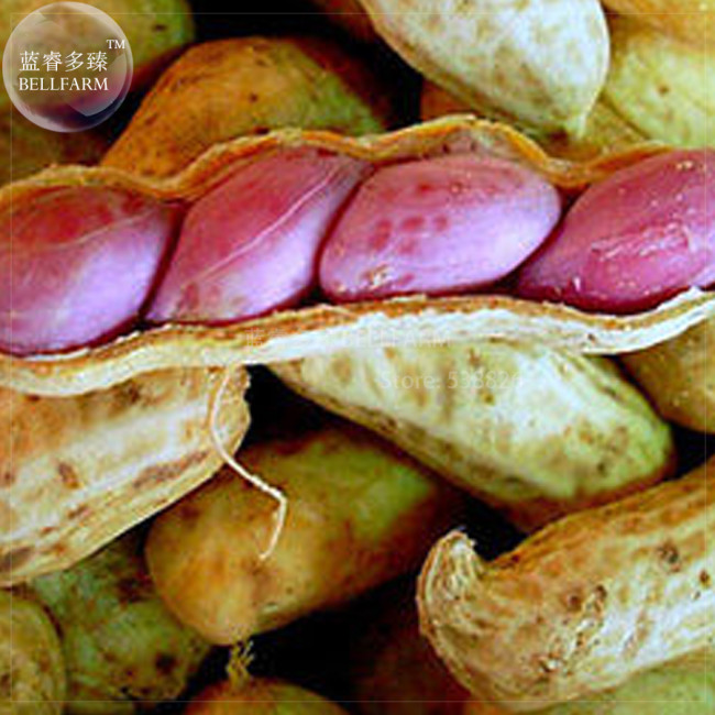 BELLFARM 10+ Jumbo Virginia Peanuts Untreated Seeds, organic Arachide four seeds in a shell BD057H