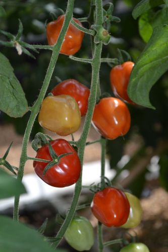 BELLFARM Heirloom Bright Red Strawberry-shaped Tomato Seeds, 100 seeds, professional pack, indeterminate growth