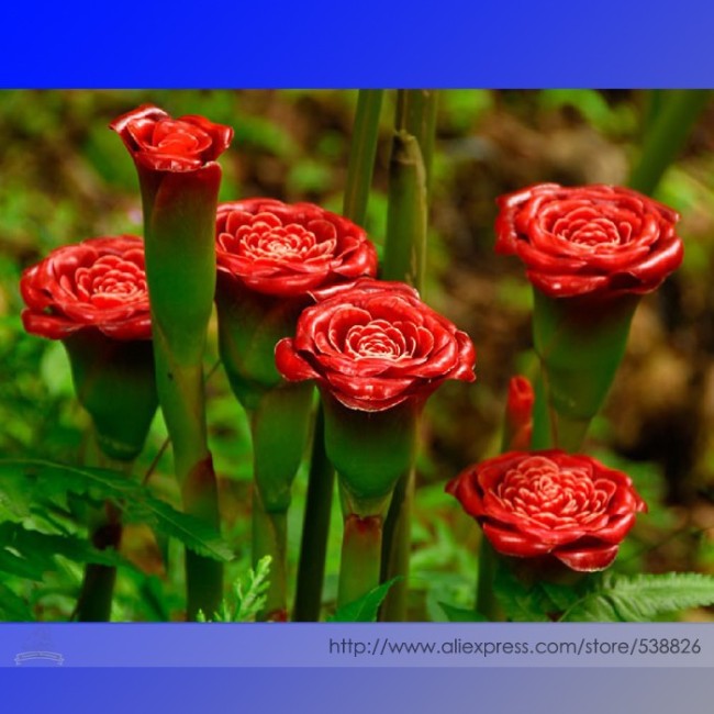 Rare Red Carnation 'Red Up Lamp Bulb' Perennial Flower Seeds, Professional Pack, 30 Seeds / Pack, Bonsai Fragrant Flower #NF898