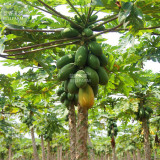 BELLFARM Yellow Papaya Yellow Skin Organic Fruit Seeds, 6 seeds, tasty sweet giant pawpaw tree