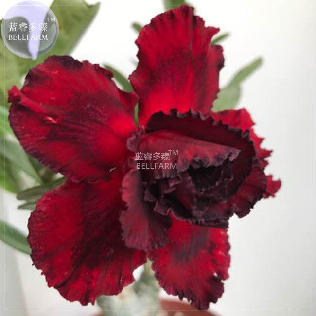 BELLFARM Adenium Blackish Dark Red Desert Rose Flower Seeds, 2 seeds, professional pack, 5-layer big blooms home garden flowers