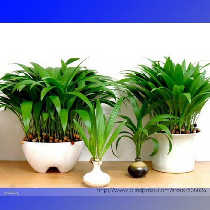 bonsai s form Ficus 