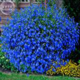 BELLFARM Lobelia Blue Hanging Bonsai Flower Seeds, 200 Seeds, Professional Pack, perennial lobelias flowers E4181