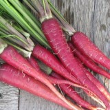 BELLFARM Carrot Heirloom Blood Red Vegetables Seeds, 100 Seeds, a lovely organic tasty vegetables E4244