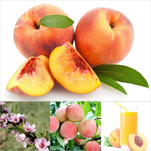 BELLFARM Sweet Prunus Persica Dwarf Peach Tree Fruit Seeds, 5 seeds, professional pack, yellow inside red skin home garden plant