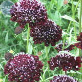 BELLFARM Scabiosa Atropurpurea Black Knight Kings Seeds, 20 Seeds, Professional pack, Deepest maroon, almost black blooms E4252