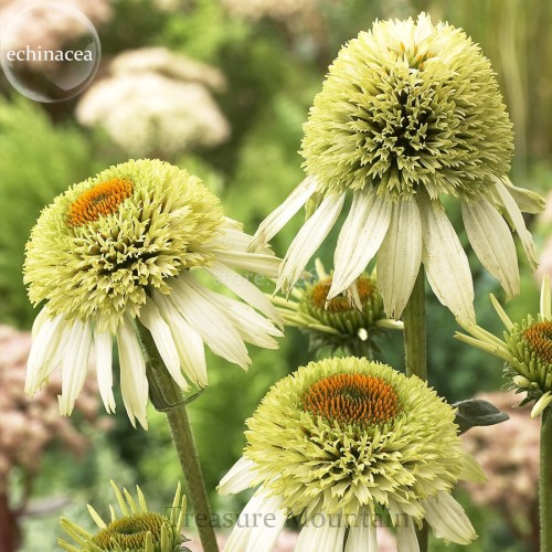 'Coconut Lime' Echinacea, 100 Seeds, coneflower single row of green out petals w/ a cluster of green flocky orange center petals