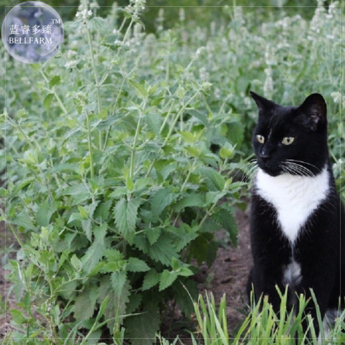 BELLFARM Heirloom Catnip - Plant Catnip Seeds, Professional Pack, 20 Seeds, perennial herb for cat, also as flavor E4223