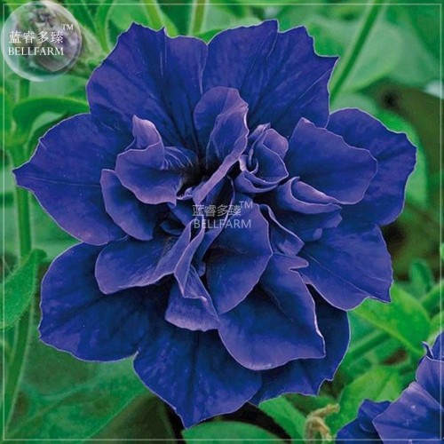 BELLFARM Petunia Mixed Double Petals Colorful Flower Seeds, 200 seeds, professional pack, big blooms bonsai home garden plants