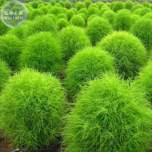 BELLFARM Kochia Scoparia Summer Cypress Annual Plant Seeds, 150 Seeds, green red for your choice ornamental plant E4199